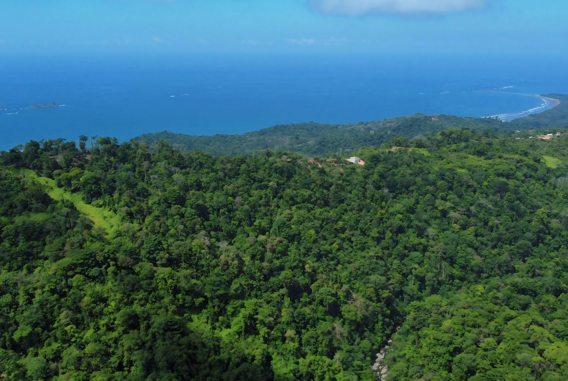 JUNGLE DREAMS FARM: WHERE NATURE MEETS SERENITY – 20 ACRES